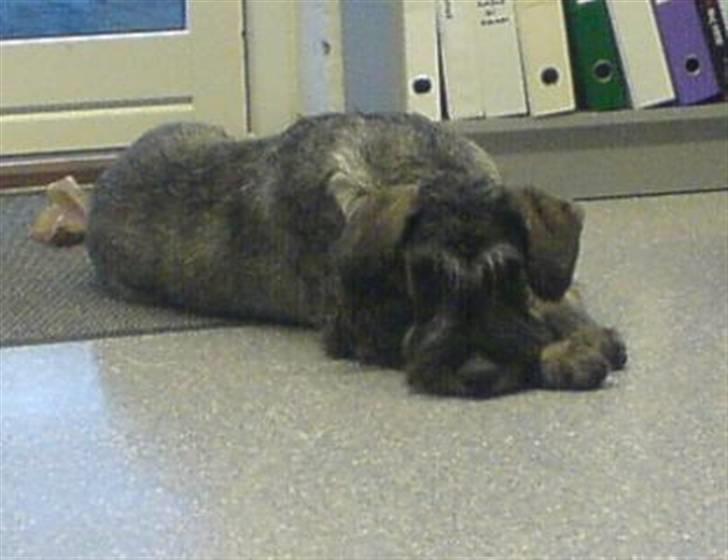 Riesenschnauzer Figge --død-- billede 5