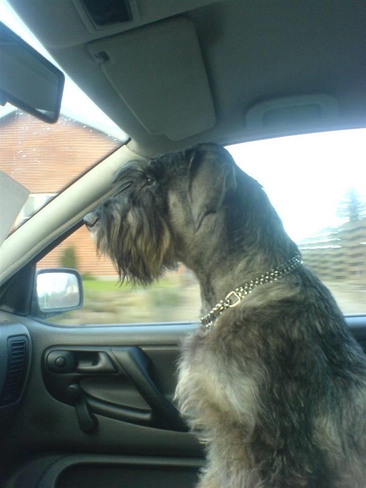 Riesenschnauzer Figge --død-- billede 6