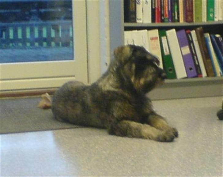 Riesenschnauzer Figge --død-- billede 7