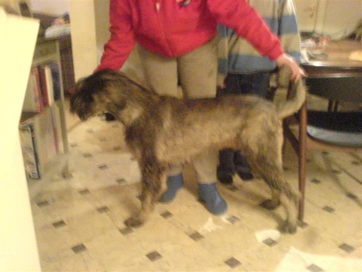 Riesenschnauzer Figge --død-- billede 8