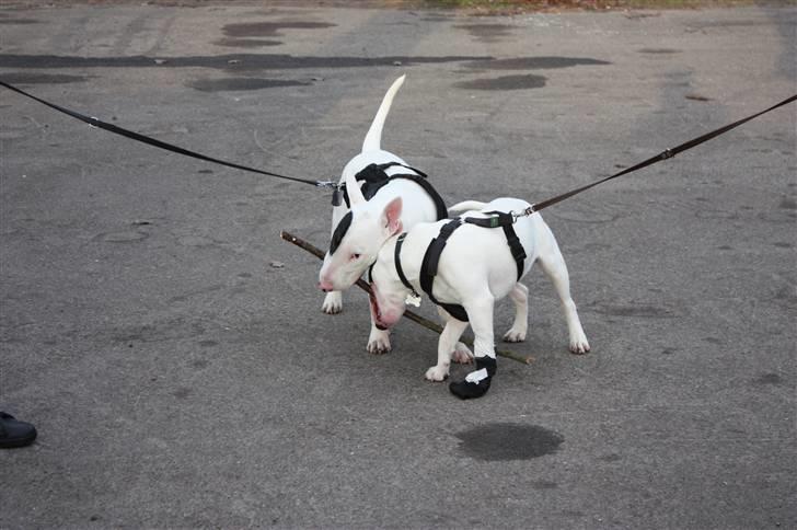 Bullterrier Ludvig billede 17