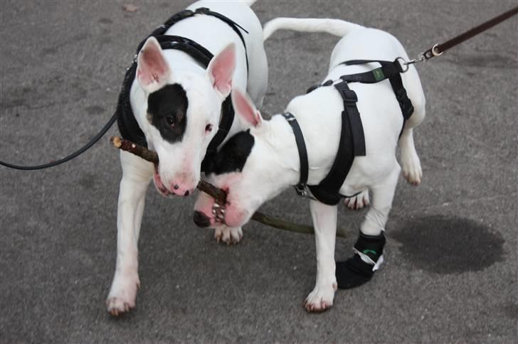 Bullterrier Ludvig billede 18