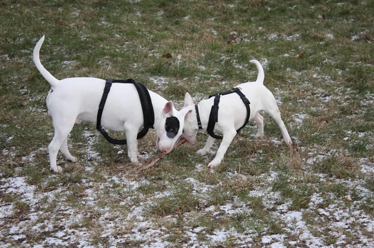 Bullterrier Ludvig billede 19