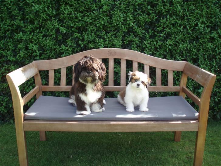 Lhasa apso Otto - Så ta´r vi os en slapper på havebænken! billede 15