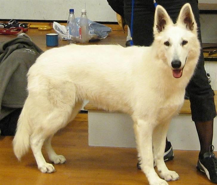 Hvid Schweizisk Hyrdehund Cherie billede 5