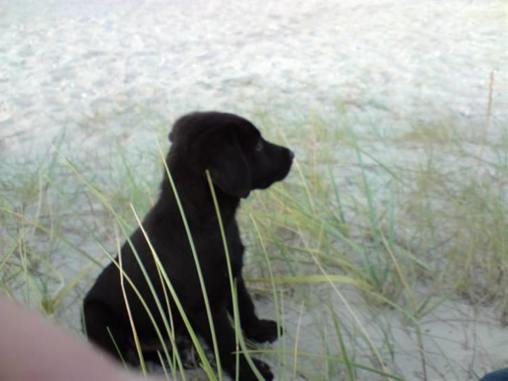 Labrador retriever Nicko billede 10