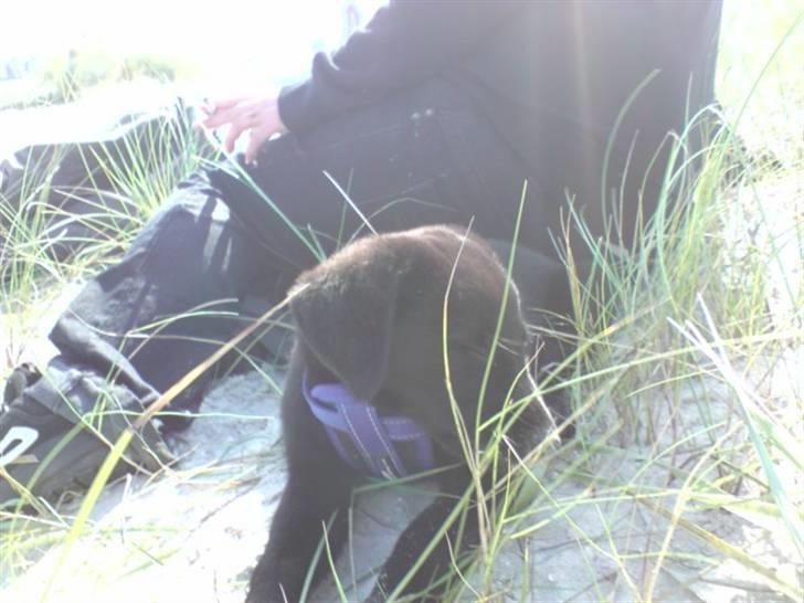 Labrador retriever Nicko billede 11