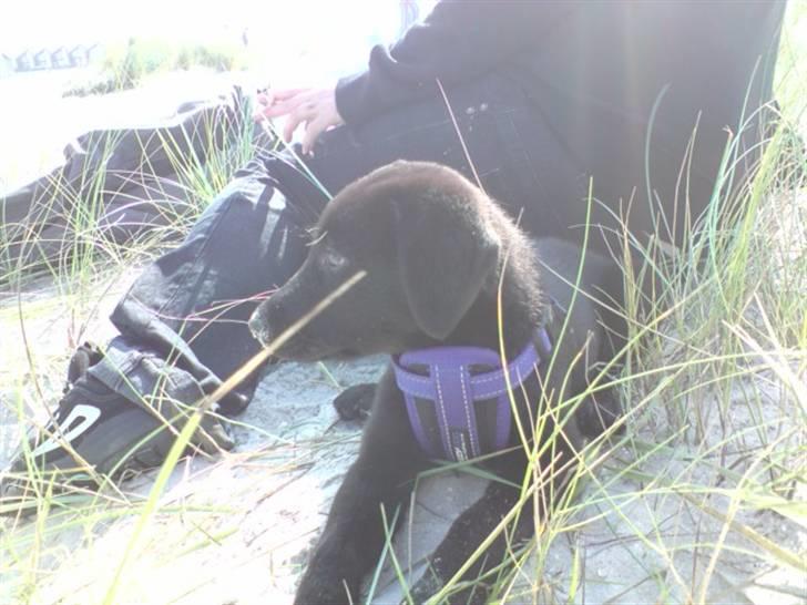 Labrador retriever Nicko billede 12