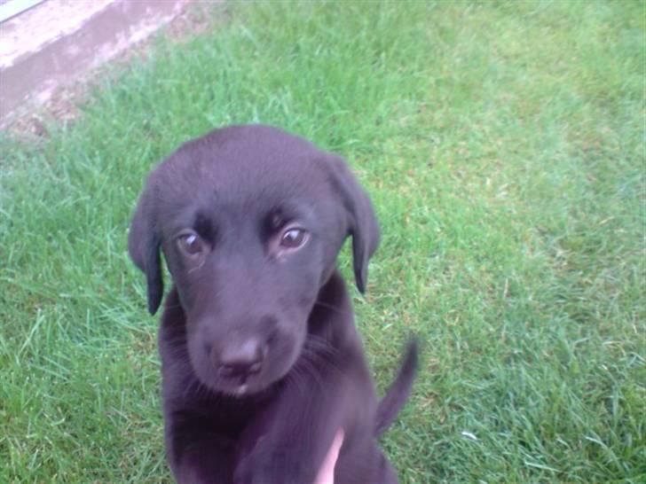 Labrador retriever Nicko billede 13
