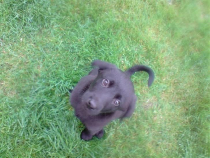 Labrador retriever Nicko billede 14