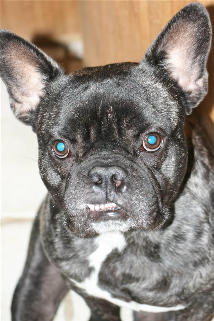 Fransk bulldog Anton :) billede 11