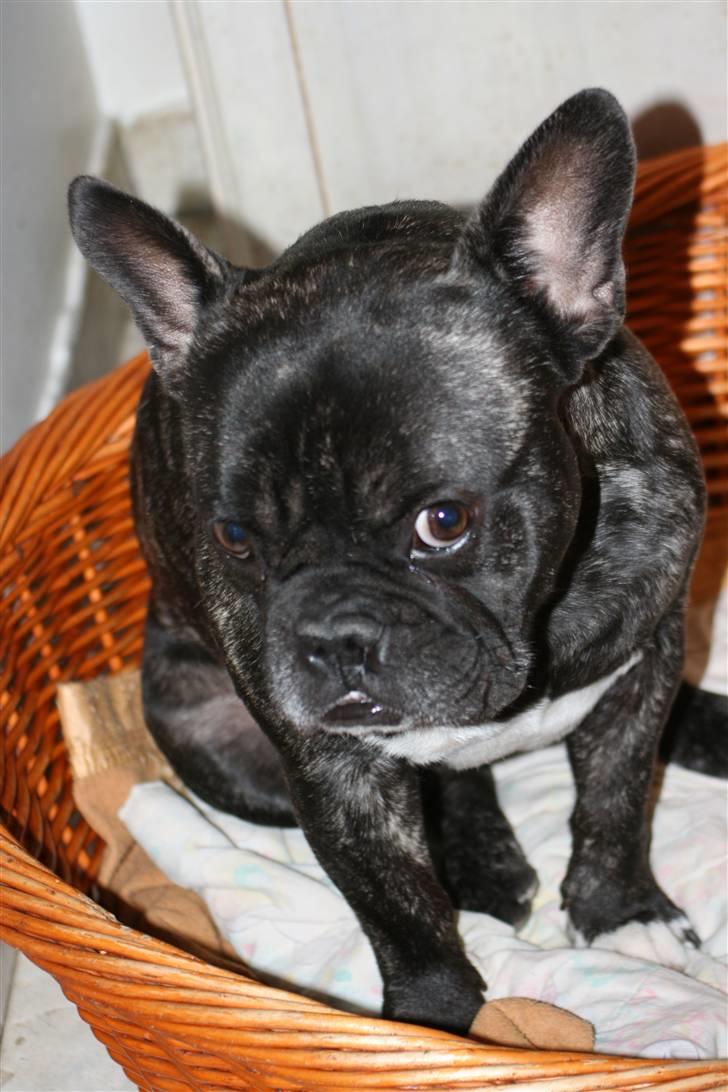 Fransk bulldog Anton :) billede 12