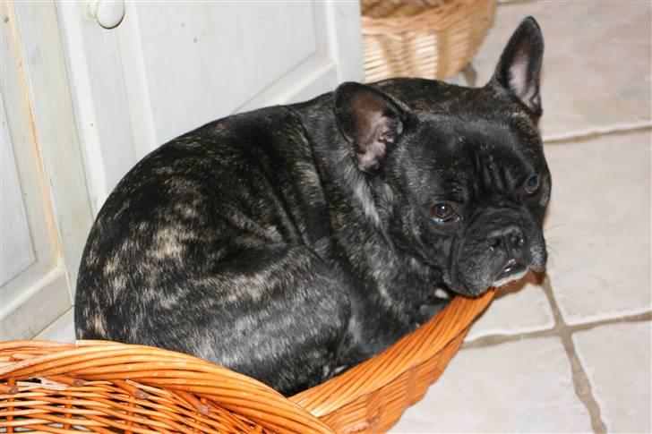 Fransk bulldog Anton :) - hvorfor falder jeg udover kurven, den er da rigelig stor.  billede 13
