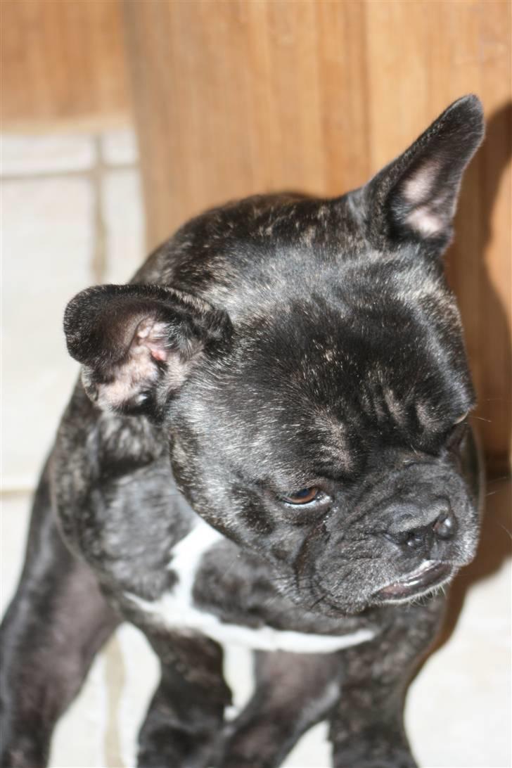 Fransk bulldog Anton :) billede 14