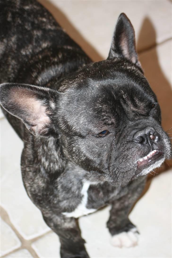 Fransk bulldog Anton :) billede 15