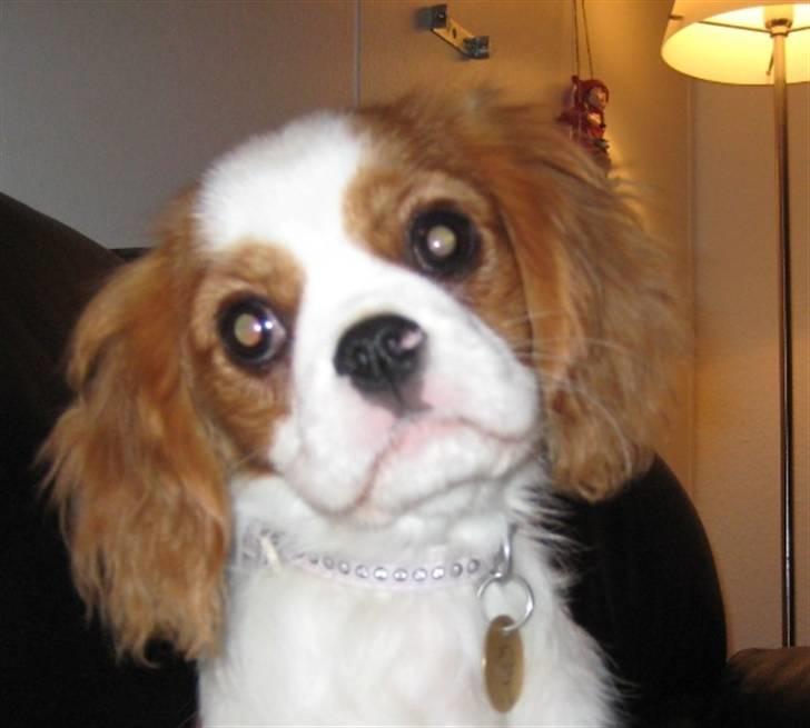 Cavalier king charles spaniel Cirkeline (Himmelhund d. 22. november 2016) billede 7