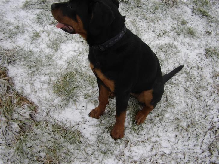 Rottweiler Liva - 1 gang i sneen..4 feb 2009, nu 1/2 gammel.. billede 13
