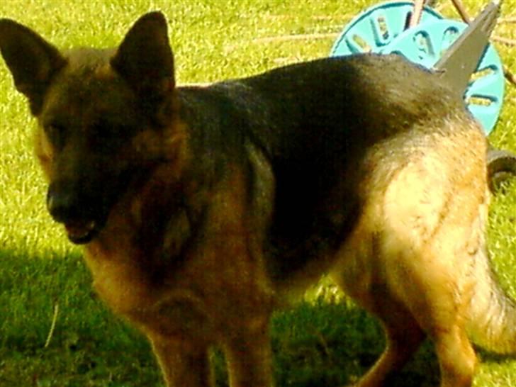 Schæferhund Irma billede 5