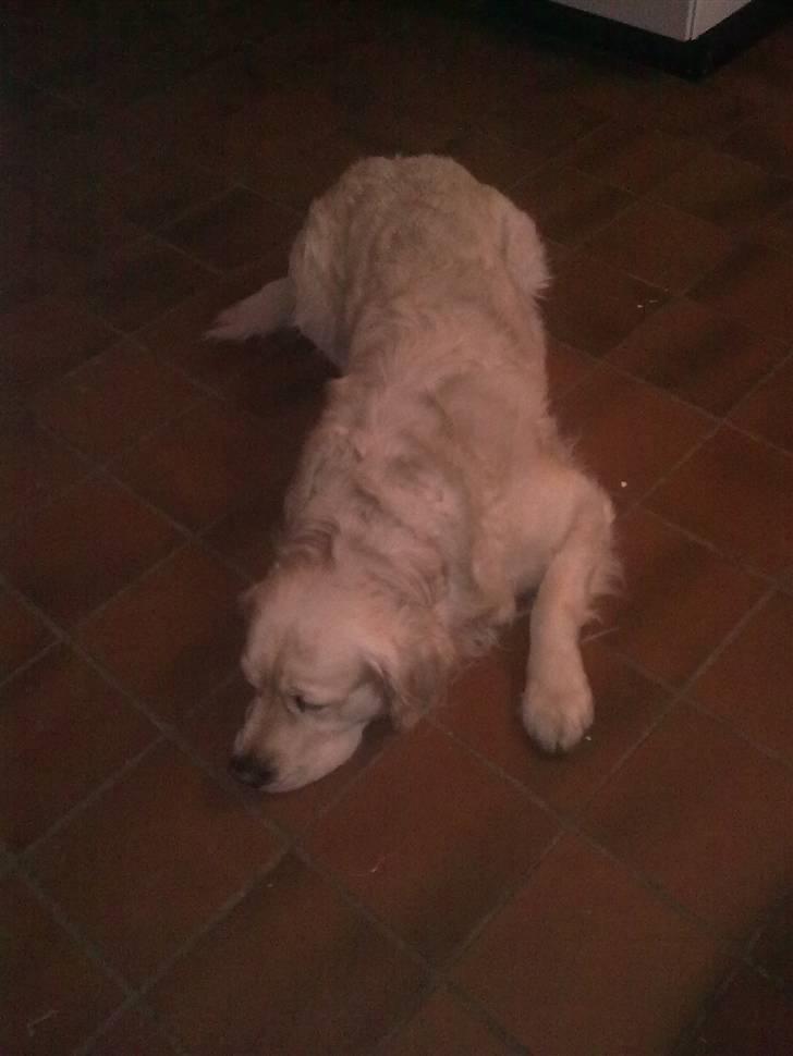 Golden retriever HUGO billede 5