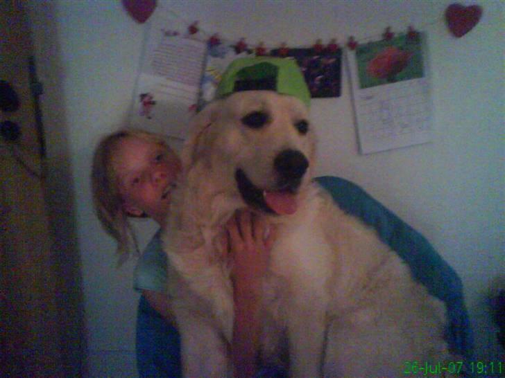 Golden retriever HUGO billede 6