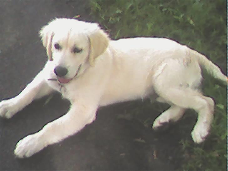 Golden retriever HUGO billede 7