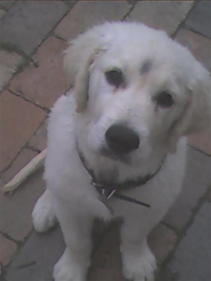 Golden retriever HUGO billede 8