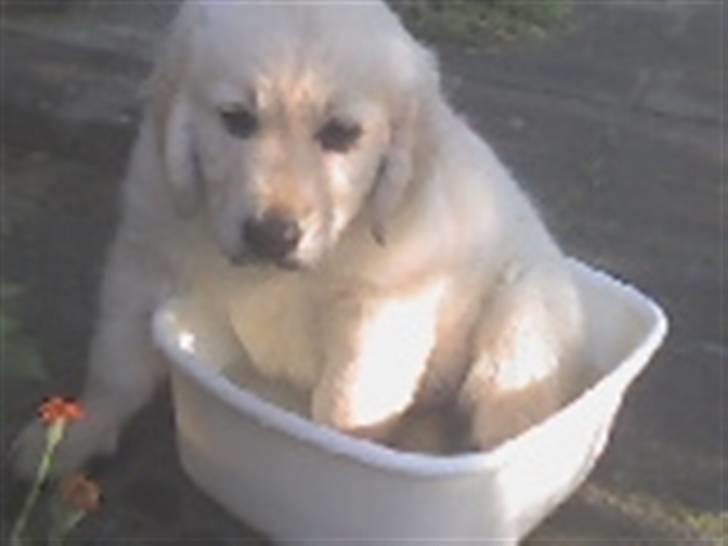 Golden retriever HUGO - når hvor er du kær:D billede 9