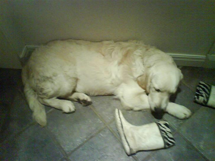 Golden retriever HUGO - dejlige dreng billede 10