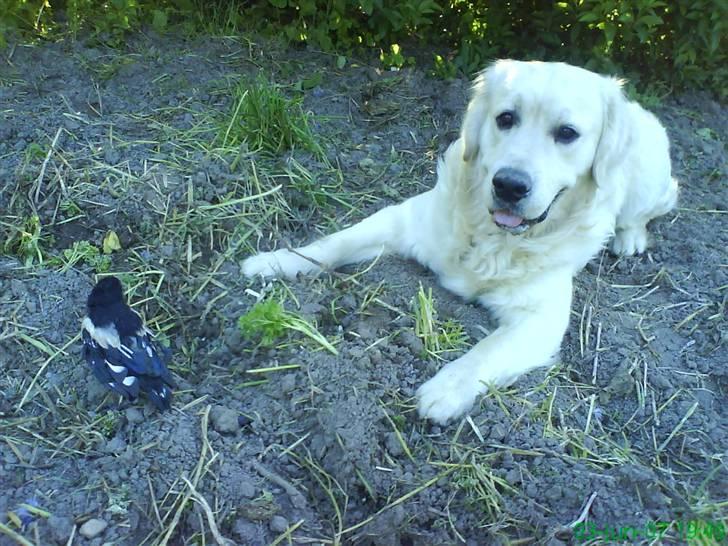 Golden retriever HUGO - gider altså ikke spise dig, lille fugl, med brækket vinge!!! billede 12