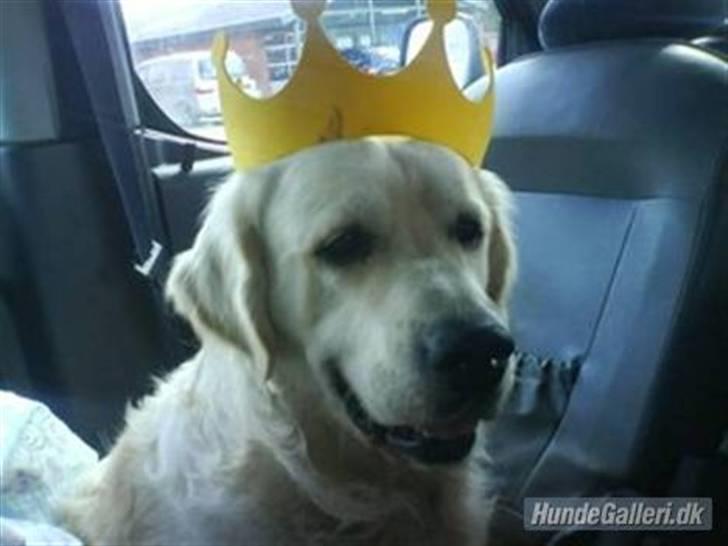 Golden retriever HUGO - kongeørnen :D billede 13