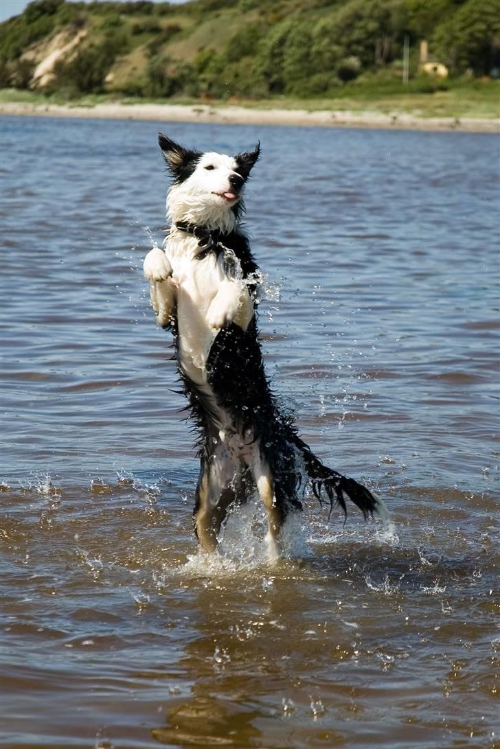 Border collie Silas billede 14