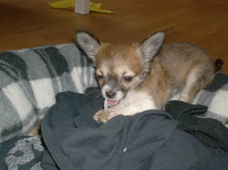 Chihuahua Daisey - Her er Daisey 11 uger gammel. <3 billede 9