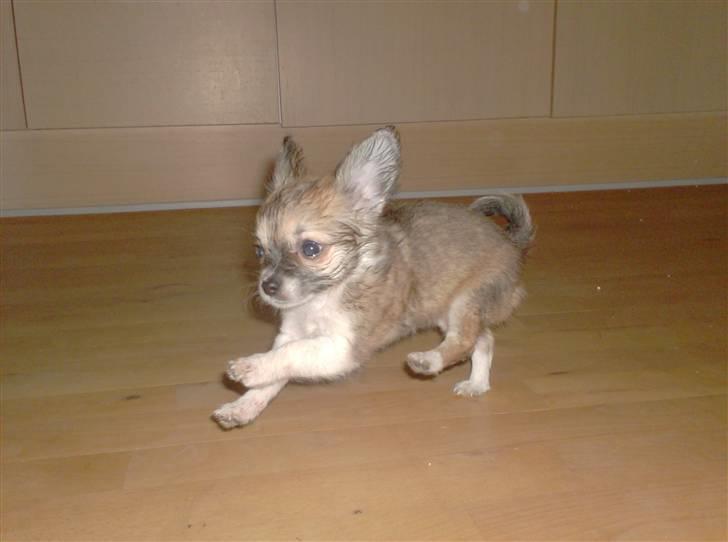 Chihuahua Daisey - Her er Daisey 11 uger gammel <3 billede 10