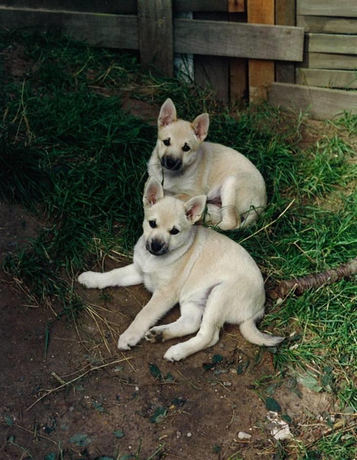 Norsk buhund Santa - Santa (bagerst) og søster Aya billede 12