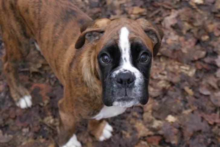 Boxer Milio billede 6