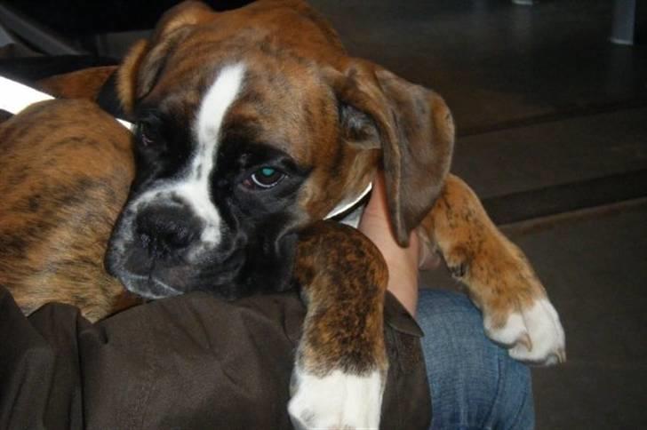 Boxer Milio billede 7