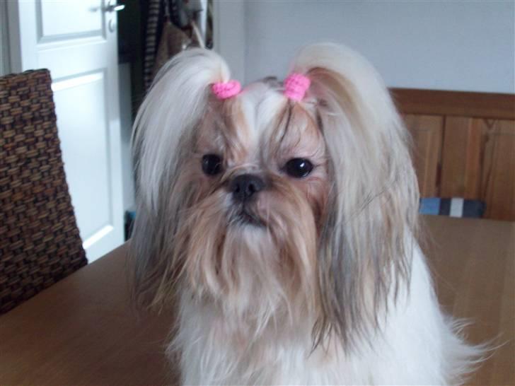 Shih tzu Nellie - Prinsesse Nellie billede 1