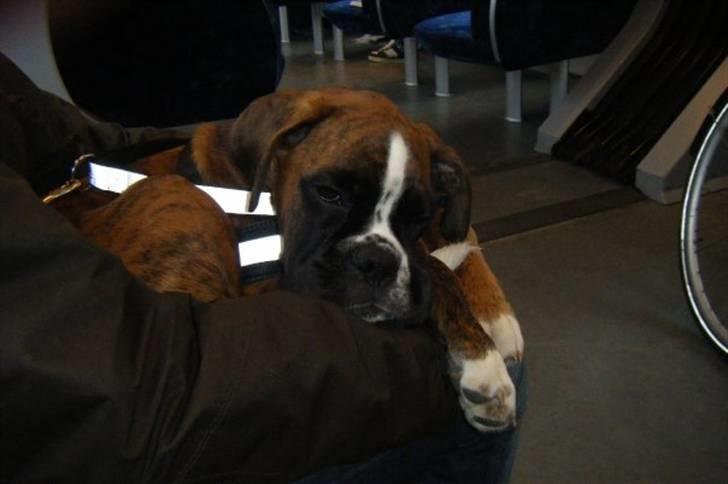 Boxer Milio - Meget træt Milio, på vej hjem i toget efter socialiseringstur til KBH med ´storebror´ Fenris billede 8