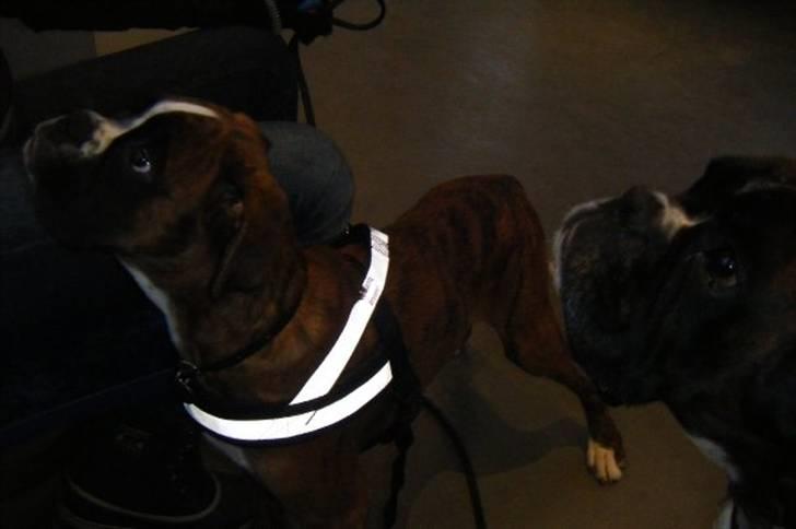 Boxer Milio billede 9