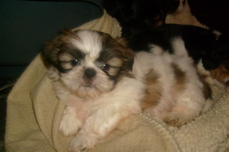 Shih tzu Nellie - Lille lækker sag ;-) billede 2