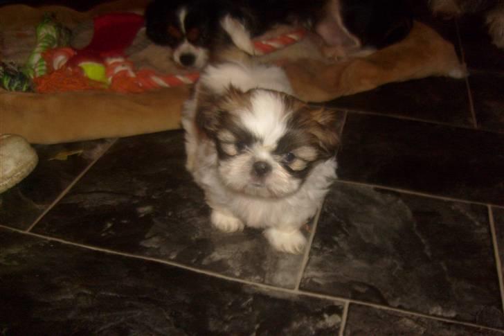 Shih tzu Nellie - En lille kommode med ben ;o) billede 3