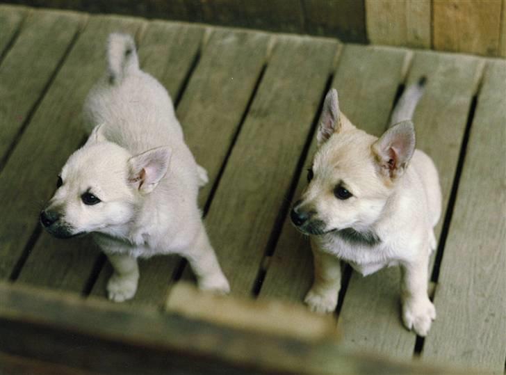 Norsk buhund Santa - Her er Santa til højre med Søster Aya hos opdretteren billede 13