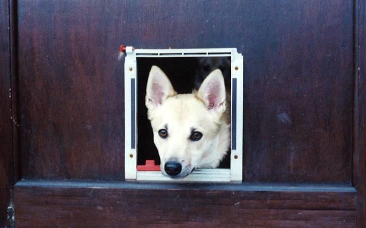 Norsk buhund Santa - Jeg kan da sagtens komme ud af det her hul billede 14