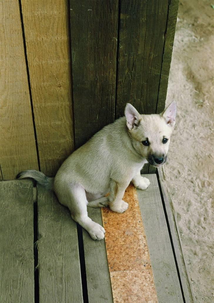 Norsk buhund Santa - Santa inden hun flyttede til sit nye hjem billede 15