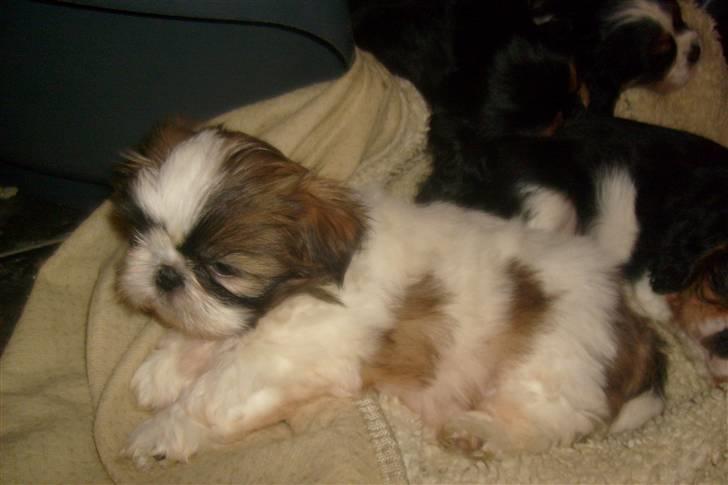 Shih tzu Nellie - Kurven er nu dejlig ;-) billede 4