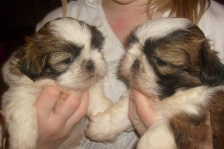 Shih tzu Nellie - Nellie med sin bror... billede 5