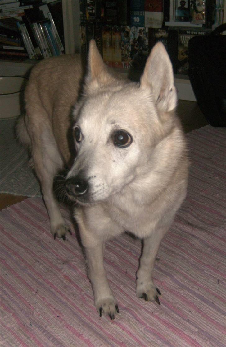 Norsk buhund Santa - Det sidste billede af Santa, hun døde i sidste mdr. 15 år og 7 mdr. billede 16