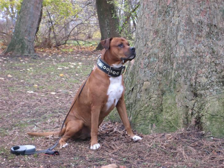 Blanding af racer Apollo # R.I.P # - Far elsker at tage billeder af mig.....  billede 7