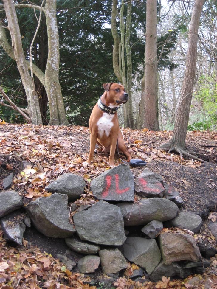 Blanding af racer Apollo # R.I.P # - Min stolte dreng... billede 8