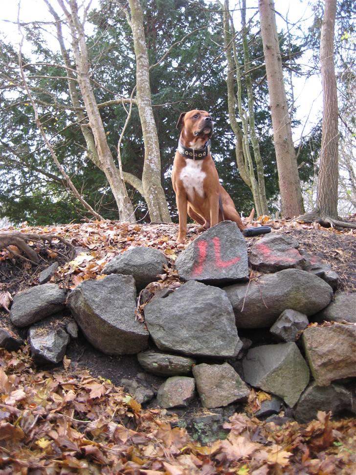 Blanding af racer Apollo # R.I.P # - Stolt og flot til det sidste......  billede 9
